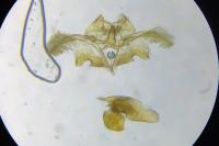 Cochylis posterana