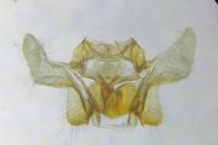 Cochylis molliculana