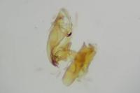 Aproaerema coronillella