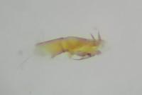 Aproaerema coronillella