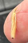 Agriphila tristella