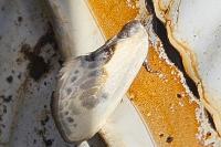 Cilix glaucata