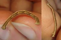 Lythria purpuraria