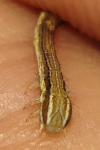 Lythria purpuraria