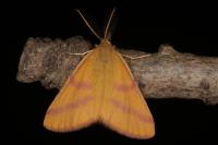 Lythria purpuraria