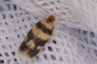 Etainia louisella