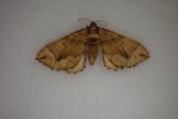 Pelurga comitata