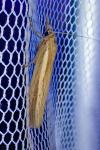 Agriphila tristella
