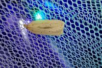 Agonopterix pallorella