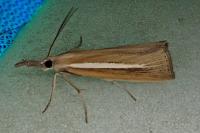Agriphila selasella