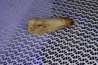 Galleria mellonella