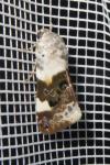 Acontia lucida