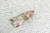 Acrobasis tumidana
