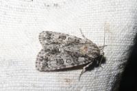 Acronicta rumicis