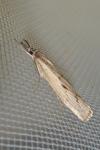 Agriphila geniculea