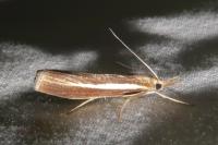Agriphila tristella