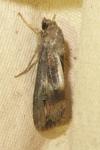 Agrotis ipsilon