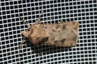 Agrotis segetum