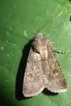 Agrotis segetum