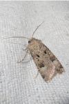 Agrotis trux