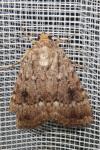 Amphipyra pyramidea
