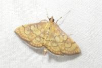 Anania verbascalis