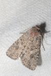 Anarta trifolii