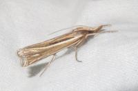 Ancylolomia tentaculella