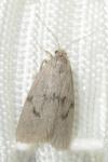Apaidia mesogona