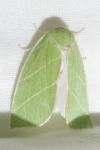 Bena bicolorana