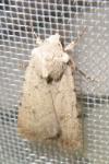 Caradrina clavipalpis