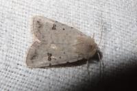 Caradrina kadenii