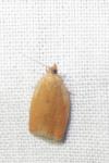 Clepsis consimilana