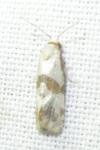 Cochylidia implicitana