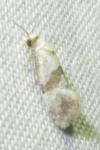 Cochylidia implicitana
