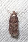 Depressaria albipunctella