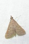 Dolicharthria punctalis