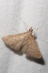Dolicharthria punctalis