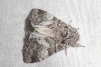 Drymonia querna
