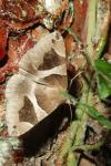 Dysgonia algira