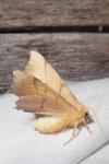 Ennomos erosaria