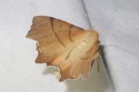 Ennomos erosaria