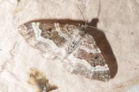 Epirrhoe alternata