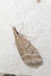 Eudonia pallida