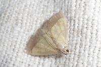 Evergestis limbata