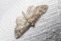 Gymnoscelis rufifasciata