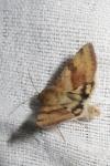 Heliothis viriplaca