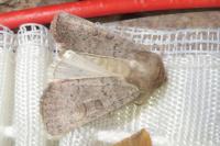 Hoplodrina ambigua
