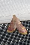 Hypsopygia costalis