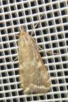 Loxostege sticticalis